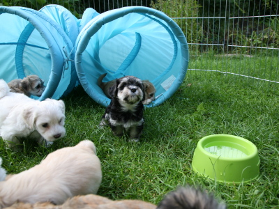 Bichon Havanais hvalpe hos Kennel Miki Nanoq